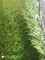 דשא סינטטי 35 מ"מ 4 צבעים  : Thumb 2