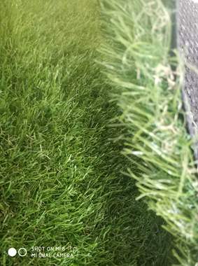 דשא סינטטי 35 מ"מ 4 צבעים  : image 2