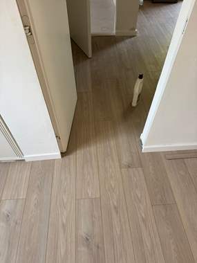 פרקט פולימרי SPC אפרפר מולבן / מחיר מוזל  : image 1