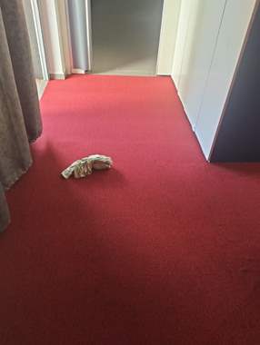 שטיח מקיר לקיר לולאות בורדו (רוחב גליל 3.66 מטר)  : image 1