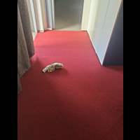 שטיח מקיר לקיר לולאות בורדו (רוחב גליל 3.66 מטר)