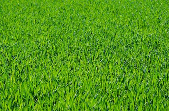 דשא סינטטי 40 מ"מ (רוחב גליל 4 מטר) : image 3